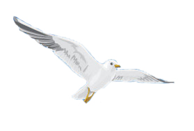 写给货代同行朋友们的一封信