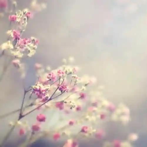 再盼那红莓花儿开